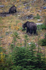 "Grizzly 2"  This mother and her cub were foraging along the mountainside in preparation for the long winter.