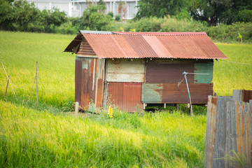 old rusty cottage or cabin in the rice field in Thailand