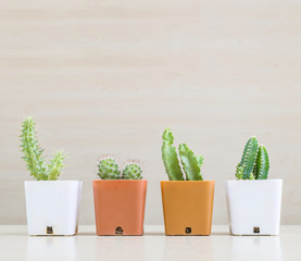 Closeup group of cactus in white and brown plastic pot on blurred wood desk and wood wall textured background with copy space