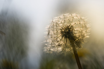 Close up of a white dandelion flower seed head in the sun