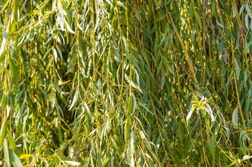 Weeping willow background in autumn