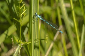 Fototapeta premium Dragonfly