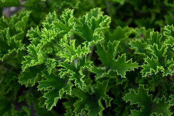 трава, зелень