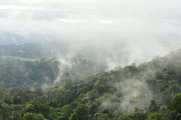 Morning fog in dense tropical rainforest at Khao Yai national park, Forest landscape at World Heritage - 122657800