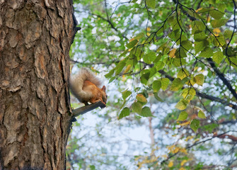 Squirrel (Sciurus vulgaris)