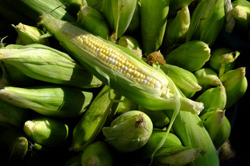 Fresh Organic Corn on the Cob