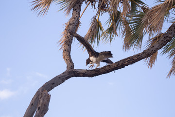 crowned eagle in Kenya
