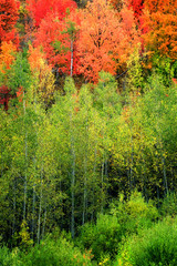 Forest of Autumn Fall Trees Birch Maple