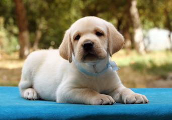 the little cute labrador puppy on the blue background