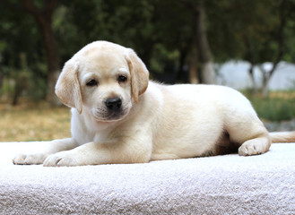 a little labrador puppy on the white background