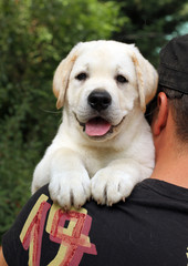 the little labrador puppy on a shoulder