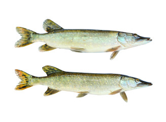 Two The Northern Pike (Esox Lucius) isolated on white background. Fishes are source of tasty meat appropriate for diet.