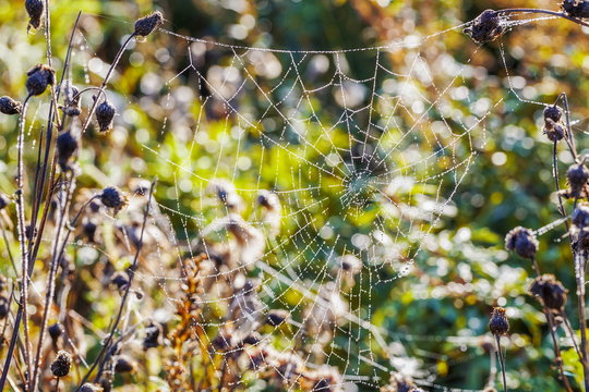 Spider Web,cobweb in meadow