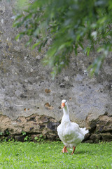 Canard de Barbarie.