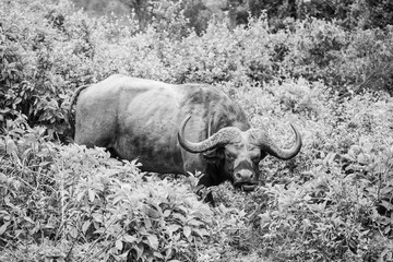 buffalo in Aberdare National Park, Kenya