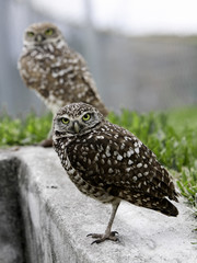 Florida Burrowing Owl