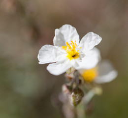 Macrophotographie d'une fleur sauvage:Hélianthème des Apennins (Helianthemum apenninum)  