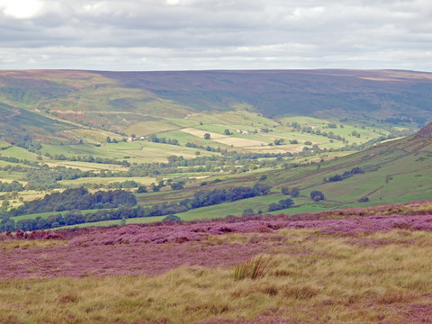 Heather in bloom on the moor above Farndale in the North York Moors National Park, North Yorkshire, England
