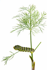 Swallowtail butterfly caterpillar