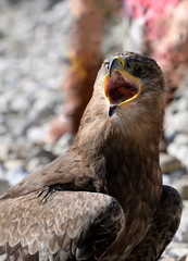 the cry, eagle in portrait crying