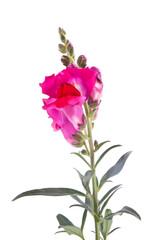 Naklejka na ściany i meble Blooming snapdragon flower