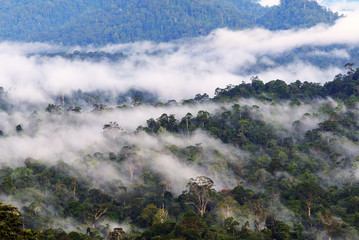 Mist and fogs over  Danum Valley jungle in Sabah Borneo, Malaysia. Danum Valley Conservation Area is a 438 square kilometres tract of undisturbed lowland dipterocarp forest.