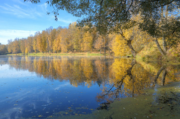 Fototapeta premium Autumn landscape.
