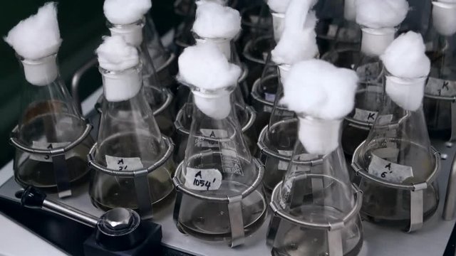 Lab bottles shaking liquid tissue microbial culture at shaker, incubator