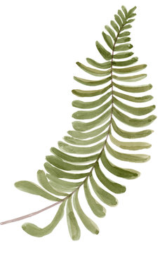 tropical fern frond tree leaf plant botanic watercolor painting on white background