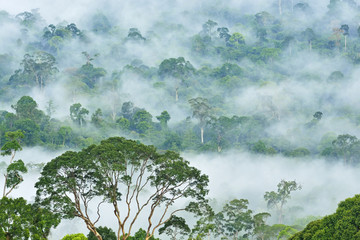 Obraz premium Fogs and mist over dipterocarp rain forest in Danum Valley Conservation Area in Lahad Datu, Sabah Borneo, Malaysia.