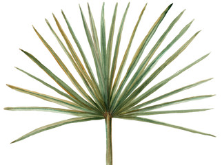 Watercolor green palm leaft isolated. Hand painted illustration © ramiia