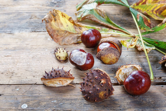 Fruits and leaves of horse chestnut on old wooden table.Focus concept..