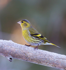A little cute Siskin photographed in winter.