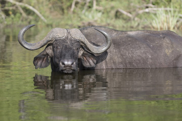 Obraz premium Portrait of african cape buffalo