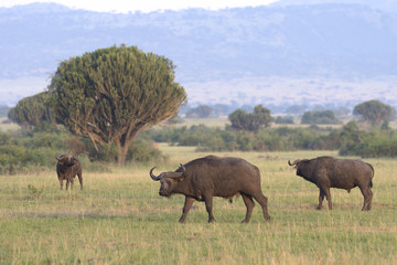 Naklejka na ściany i meble Portrait of african cape buffalo
