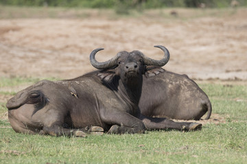 Obraz premium Portrait of african cape buffalo