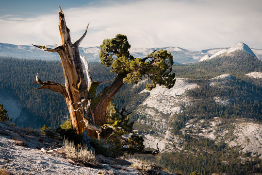 Bristlecone tree, Yosemite, USA