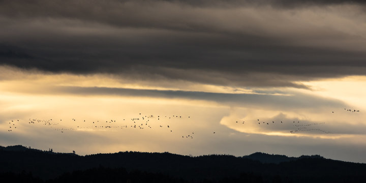 Birds flying over mountain
