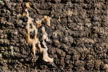 closeup of araucaria tree bark with resin
