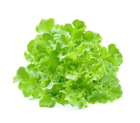 Green oak lettuce with water drops isolated on white background.
