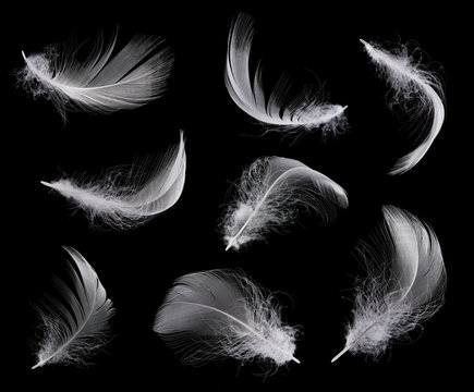 Fototapeta Collection of white feather isolated on black background