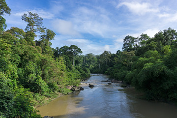 Naklejka premium Segama river flanked by the undisturbed lowland dipterocarp forest in Danum Valley Conservation Area Sabah Borneo, Malaysia. Danum Valley one of the last undisturbed tropical rain forest in the world