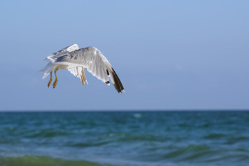 Seagulls (lat. Larus argentatus) in flight