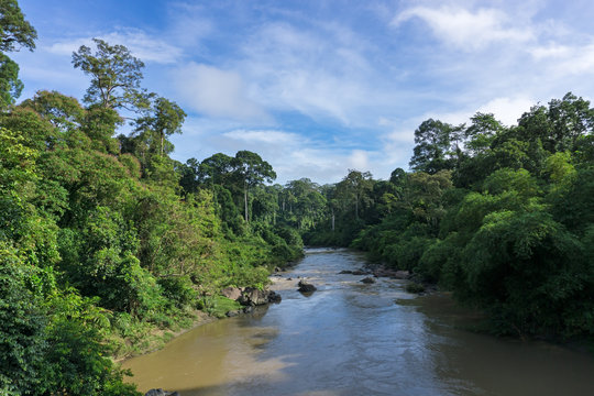 Fototapeta Segama river flanked by the undisturbed lowland dipterocarp forest in Danum Valley Conservation Area Sabah Borneo, Malaysia. Danum Valley one of the last undisturbed tropical rain forest in the world