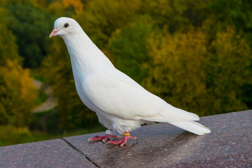 White dove against blurred autumn trees