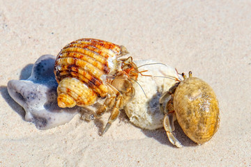 Two Hermit Crabs in a screw shell on white sand of Koh Similan Island in Similan National park, Phang Nga, Thailand. Selective focus