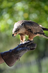 ready to fly, black kite upon the hand of hunter ready for the hunt