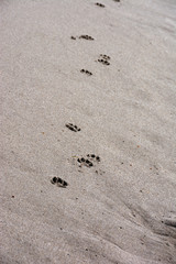 Animal Paw Prints At The Beach In The Ocean Sand