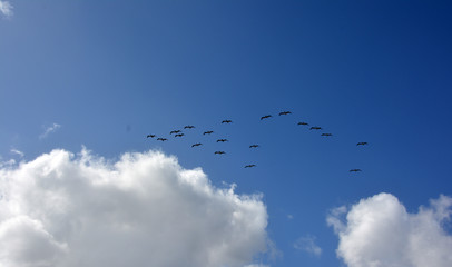 Birds Fly Over a Big White Cloud In A Bright Blue Sky