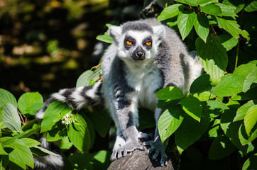 Katta Lemur